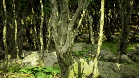 Ancient mosscovered space invites brave souls seeking hidden truths Stock Footage 341820437