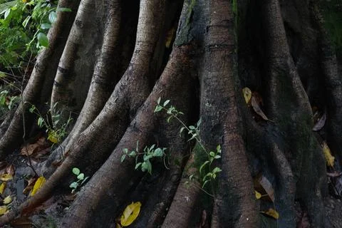 Ancient Mossy Tree Buttress Roots with Autumn Leaves Foto stock