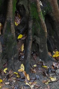 Ancient Mossy Tree Buttress Roots with Autumn Leaves Stock Photos
