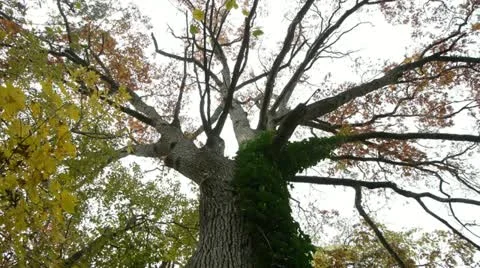 Ancient Oak in Autumn Video stock 12409624