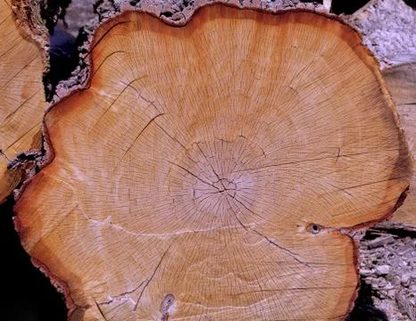 Ancient Oak Log Cross Section Stock Photos