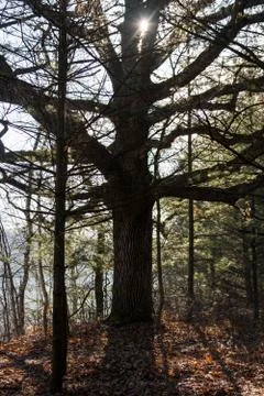 Ancient oak Stock Photos