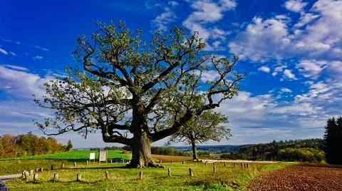 Ancient Oak Stock Photos
