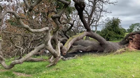 Ancient Oak tree around 250 yeard old blown over in strong winds, England, UK Stock Footage 279383986