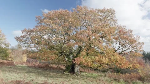 Ancient Oak tree in autumn colours, Britian, UK Stock Footage 320967106