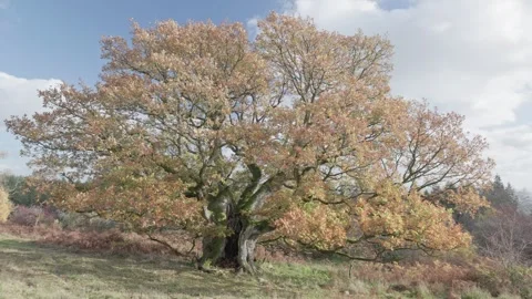 Ancient Oak tree in autumn colours, Britian, UK Video stock 320968223