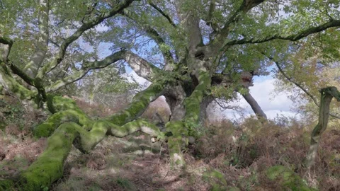 Ancient Oak tree in autumn colours, Britian, UK Video stock 320968252
