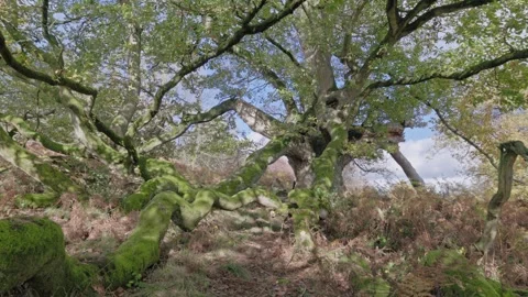 Ancient Oak tree in autumn colours, Britian, UK Stock-Footage 320968278