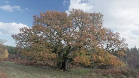 Ancient Oak tree in autumn colours, Britian, UK Stock Footage 320968279