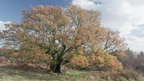Ancient Oak tree in autumn colours, Britian, UK Stock Footage 321026338