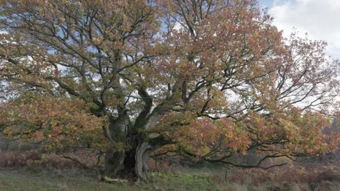 Ancient Oak tree in autumn colours, Britian, UK Video stock 321026392