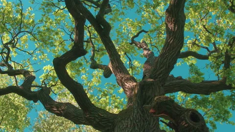 Ancient Oak Tree in the Evening Rays 4K Vidéo 229920629