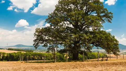 Ancient oak tree Stock Photos