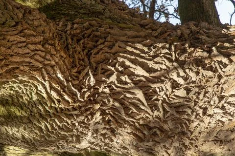 Ancient Oak tree (Quercus) trunk. Tree bark close up. Detail. 스톡 사진