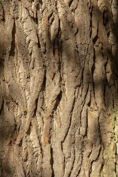 Ancient Oak tree (Quercus) trunk. Tree bark close up. Detail. Stock Photos
