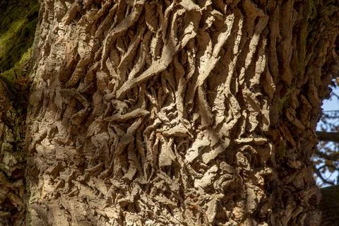 Ancient Oak tree (Quercus) trunk. Tree bark close up. Detail. Stock-Fotos