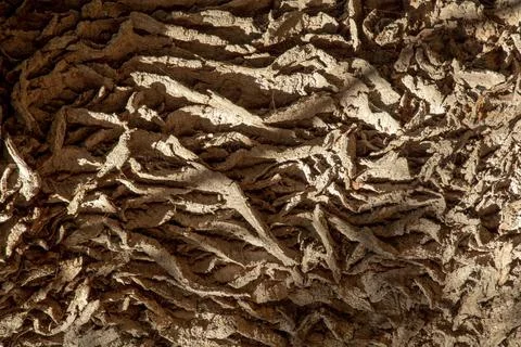 Ancient Oak tree (Quercus) trunk. Tree bark close up. Detail. Stock Photos