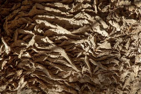 Ancient Oak tree (Quercus) trunk. Tree bark close up. Detail Stock Photos
