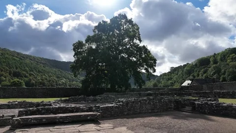 Ancient oak tree standing in Tintern Abbey ruins Stock Footage 346058905