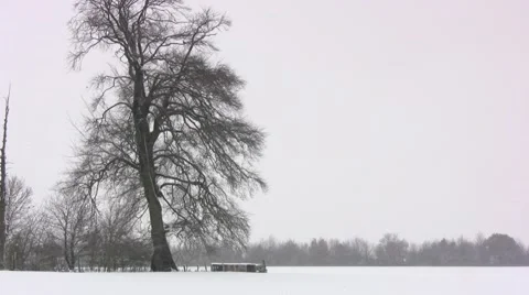 Ancient oak tree in winter Vídeo Stock 51875338