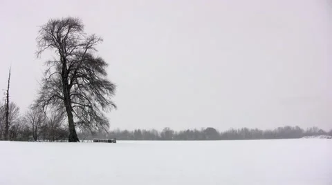 Ancient oak tree in winter Stock Footage 51876059