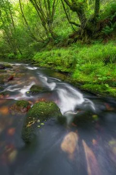 Ancient oak trees lean over a river Stock Photos