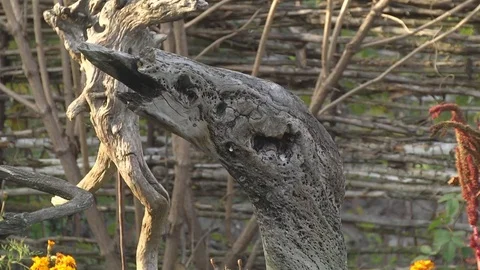 Ancient Objects Lifestyle Stock Footage 72434747