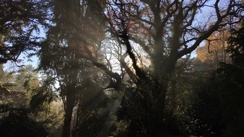 Ancient old tree with amazing sunbeams reaching through the silhouette braches. Video stock 76589608