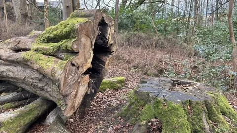 Ancient old tree cut down in the forest Stock Photos