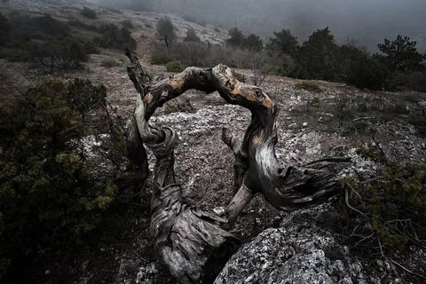 Ancient Old Twisted Juniper Tree With Fog On Mountain Climb Stock Photos