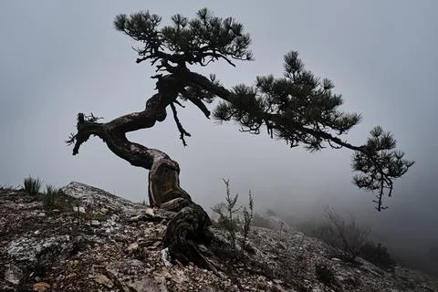 Ancient Old Twisted Juniper Tree With Foggy Background On Mountain Stock Photos