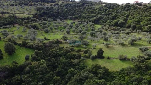 Ancient olive grove clearing in Mediterranean mountain forest Stock Footage 343994663