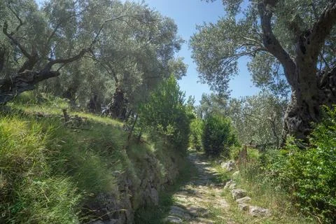 Ancient Olive Grove with Gnarled Trunks and Cobblestone Trail Stock Photos