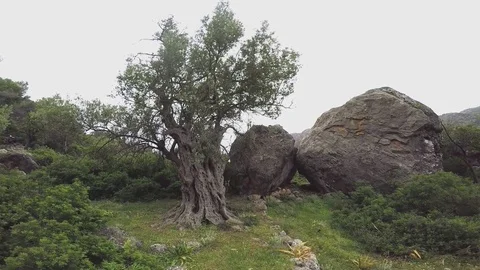 Ancient Olive Tree 1 Stock Footage 75406268