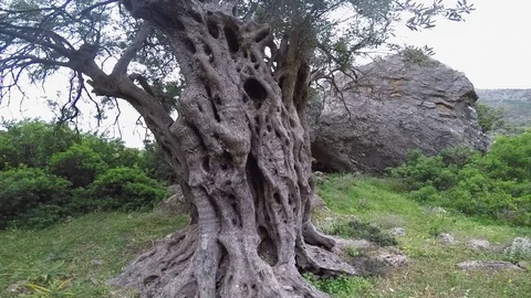 Ancient Olive Tree 2 Stock Footage 75406444
