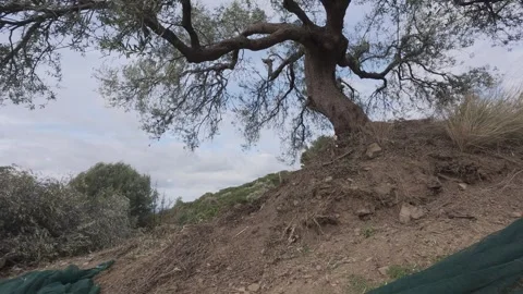 Ancient Olive Tree After Harvest In Mountainous Greece Video stock 326165140