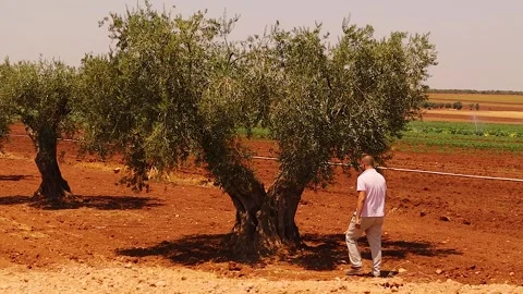 Ancient Olive Tree in Aleppo, Syria – Heritage and Mediterranean Agriculture Stock Footage 316944126