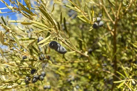 Ancient olive tree along the Vale Judeu Circular Trail near Loul, Algarve, .. Stock Photos