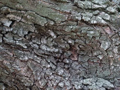 Ancient Olive Tree Bark Texture Close-Up Stock Photos