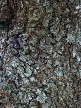 Ancient Olive Tree Bark Texture Close-Up Stock Photos