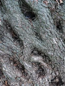 Ancient Olive Tree Bark Textures and Patterns Stock Photos