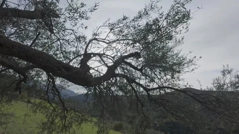 Ancient Olive Tree Branches Moving in Wind Before Sunset in Mountain Region Stock Footage 326353574