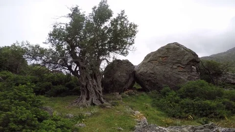Ancient Olive Tree  Stock Footage 75466743