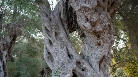 Ancient olive tree grove Stock Footage 314988335
