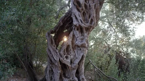 Ancient olive tree grove Stock Footage 314988337