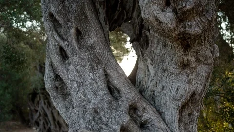 Ancient olive tree grove Stock Footage 314988367