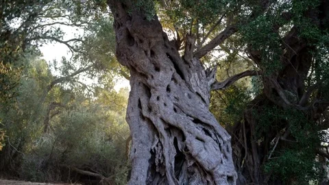 Ancient olive tree grove Stock Footage 314988404