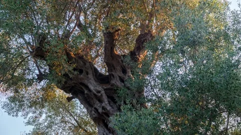 Ancient olive tree grove Stock Footage 314988407