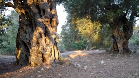 Ancient olive tree grove Stock Footage 314988476