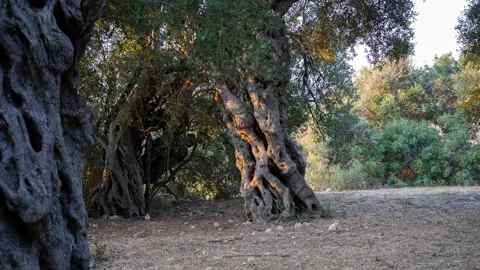 Ancient olive tree grove Stock Footage 314988492